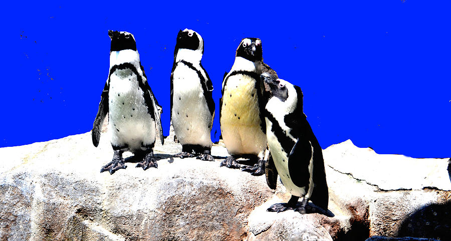 Penguin  Family Photograph by Anand Swaroop Manchiraju