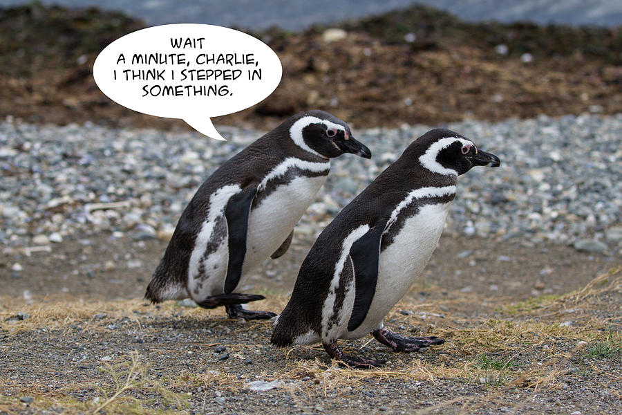 Penguin Funnies 01 Photograph by John Haldane
