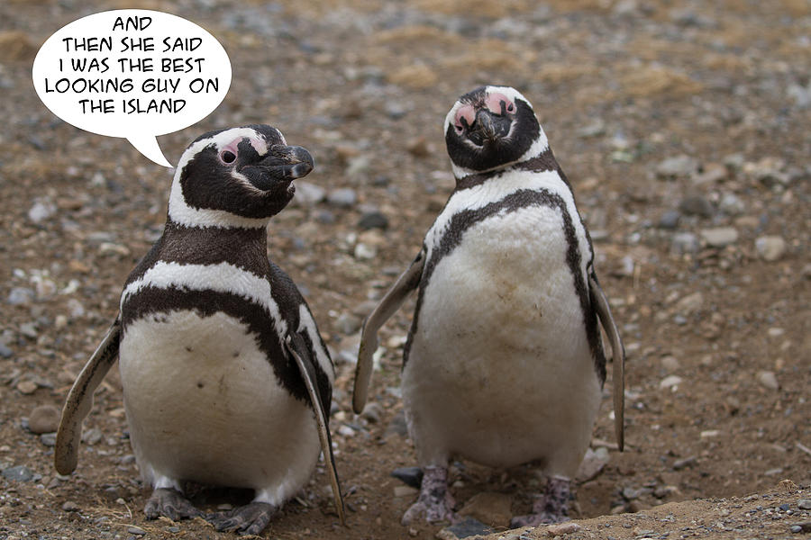 Penguin Funnies 08 Photograph by John Haldane