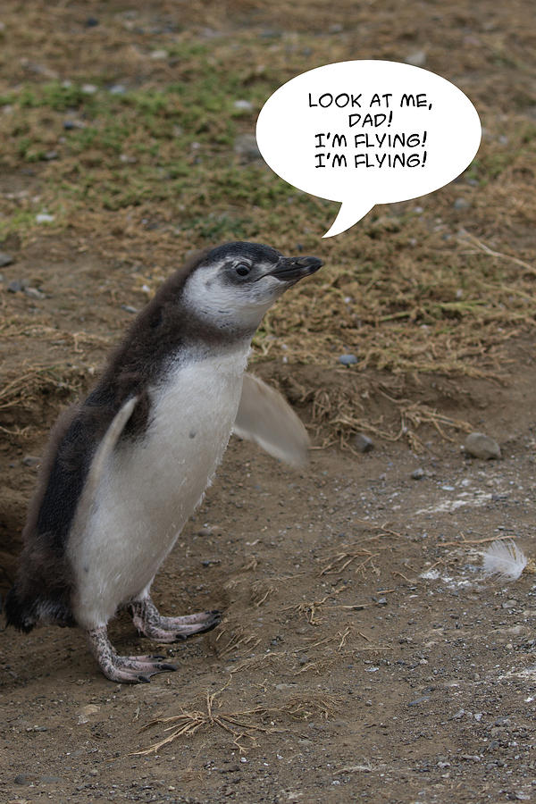Penguin Funnies 09 Photograph by John Haldane