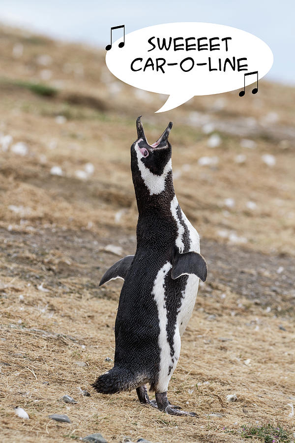 Penguin Funnies 12 Photograph by John Haldane