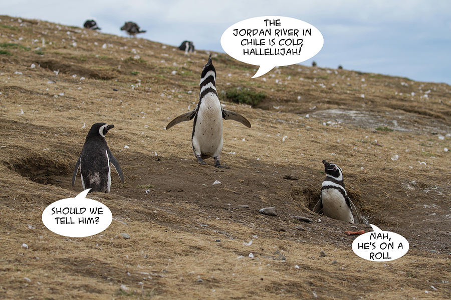 Penguin Funnies 13 Photograph by John Haldane
