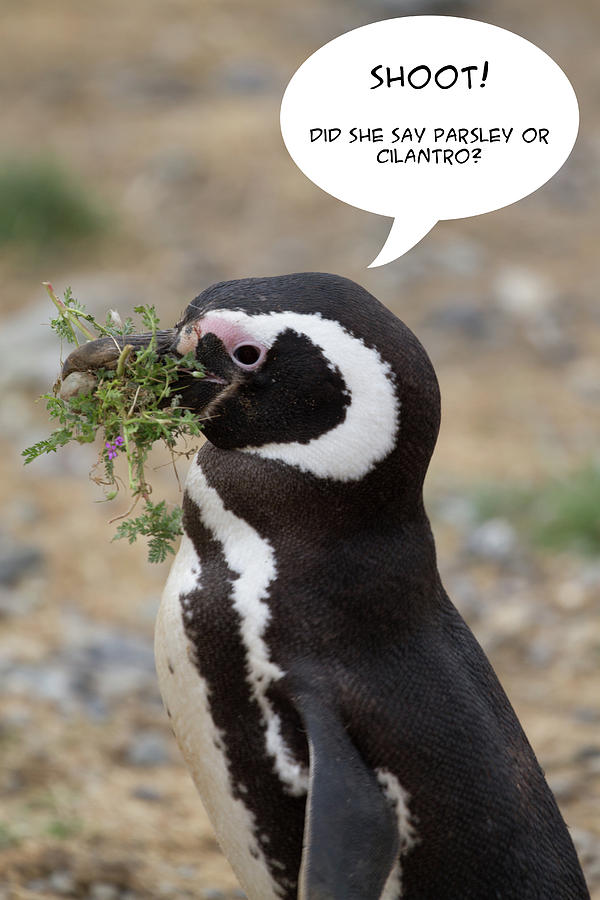 Penguin Funnies 14 Photograph by John Haldane