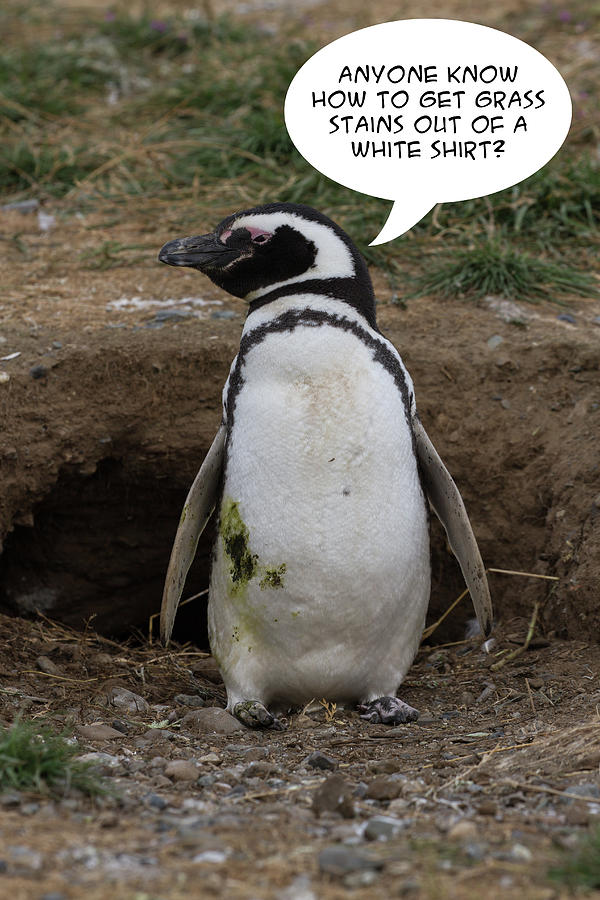 Penguin Funnies 15 Photograph by John Haldane