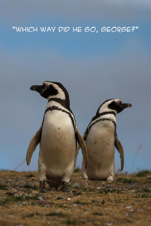 Penguin Funnies 17 Photograph by John Haldane