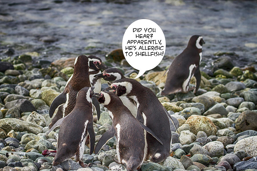 Penguin Funnies 19 Photograph by John Haldane