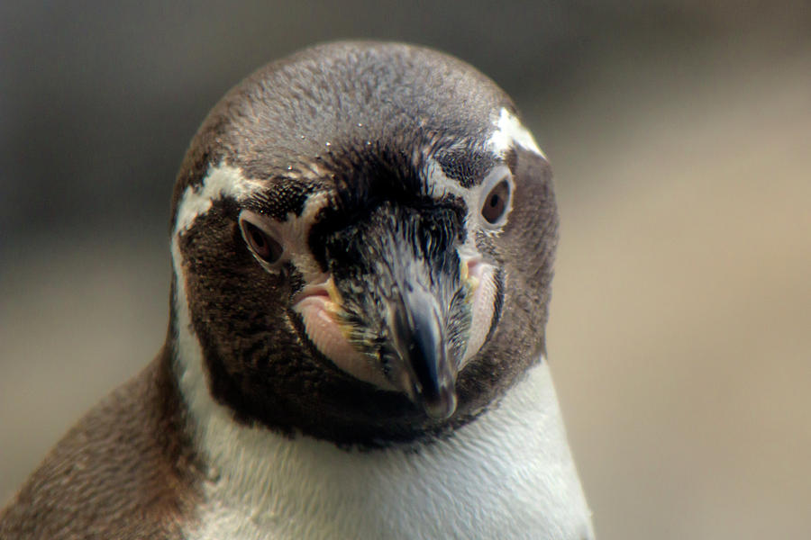 Penguin Headshot Photograph by David Stasiak