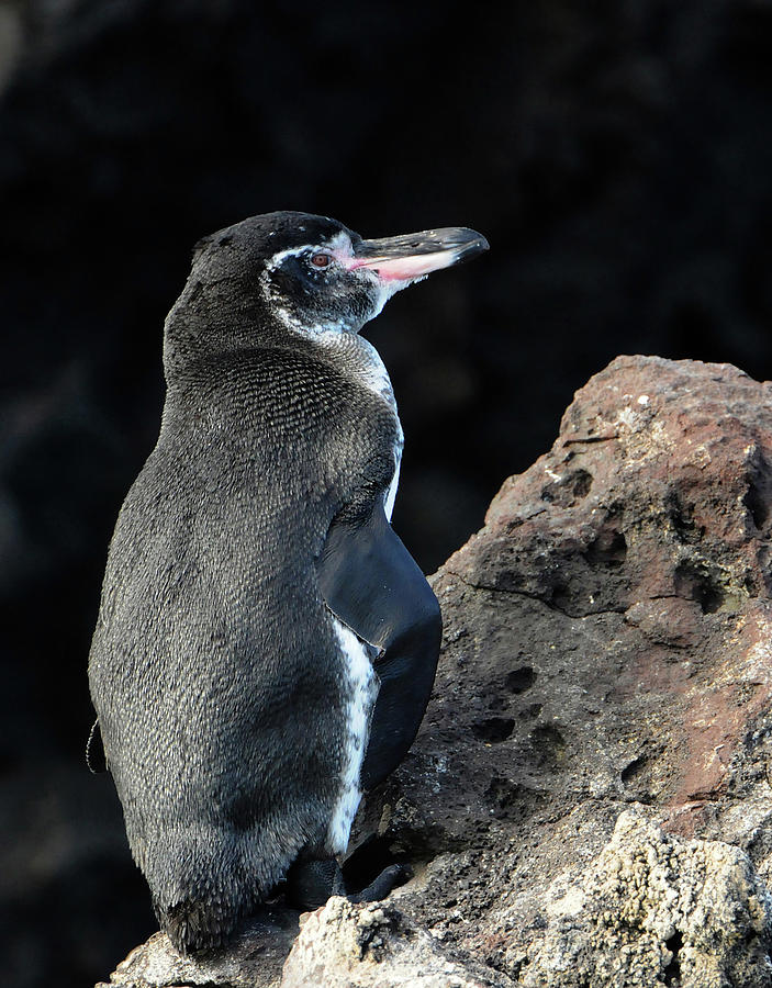 Penguin in Galapagos Photograph by Ted Keller
