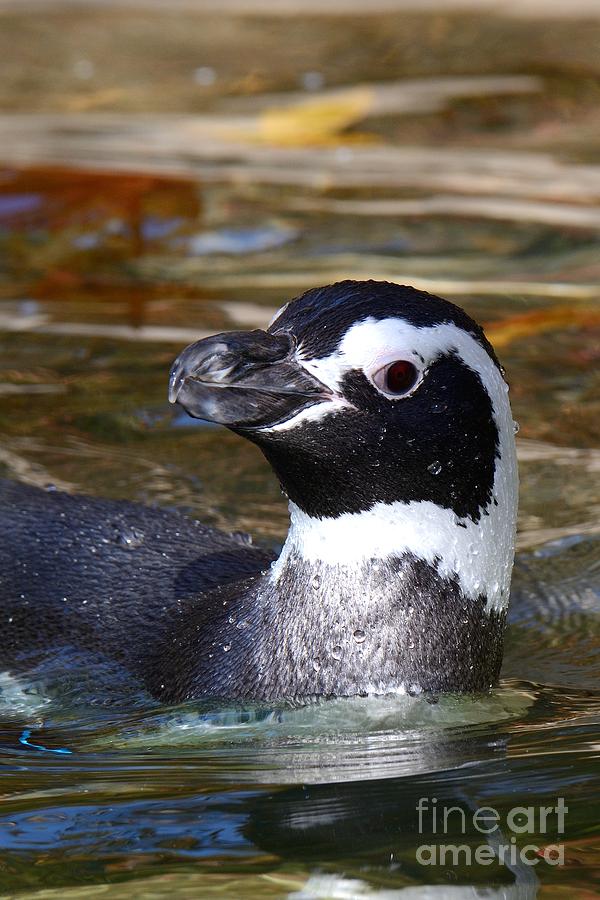Penguin Photograph by Ken DePue