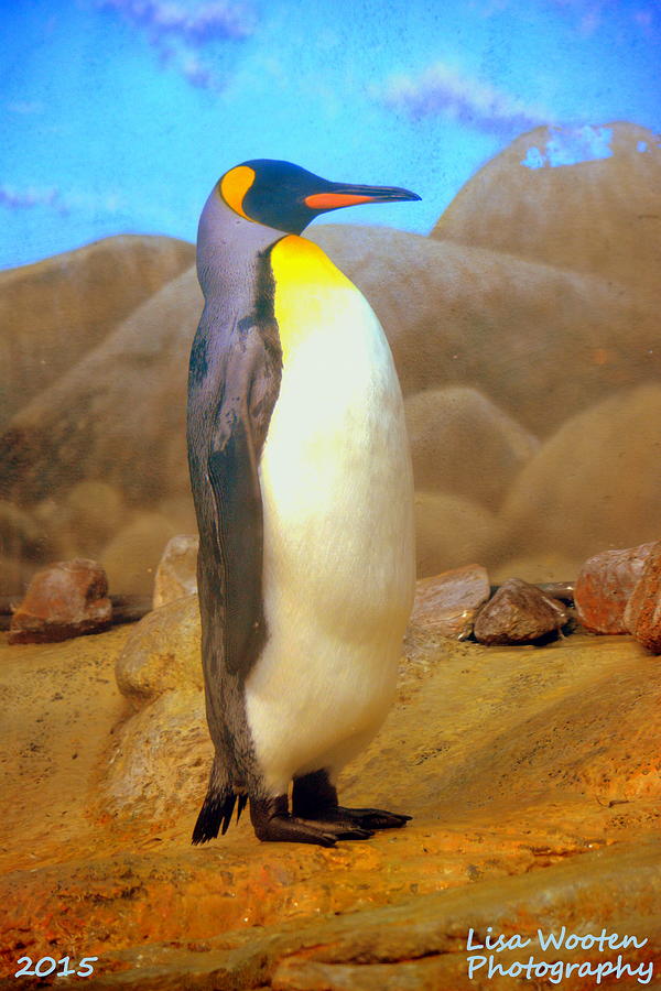 Penguin Photograph - Penguin by Lisa Wooten