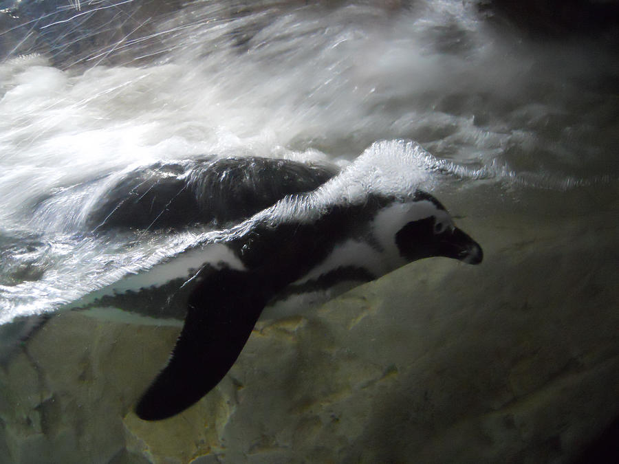 Swimming Penguin Photograph by Maggy Marsh