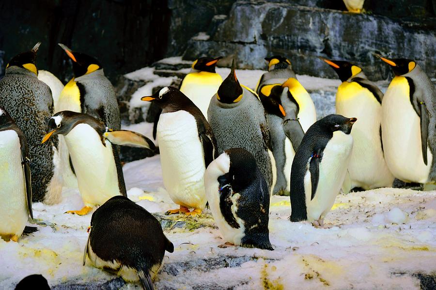 Penguin March  Photograph by Joseph Caban