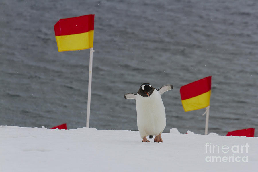 Penguin navigating flags Photograph by Karen Foley