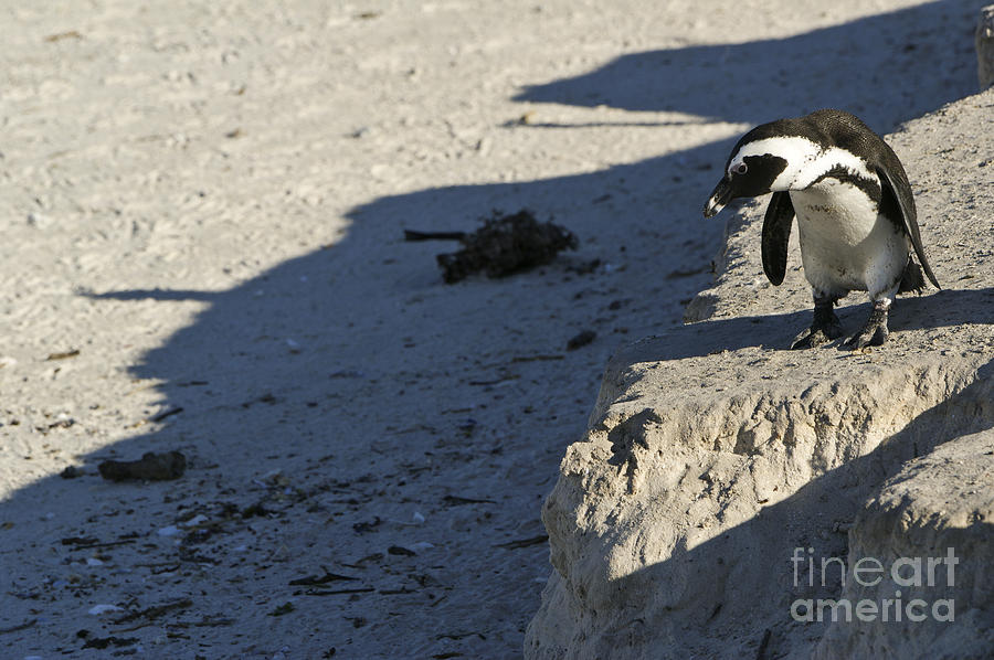 Penguin Obstacle Photograph by Brian Kamprath