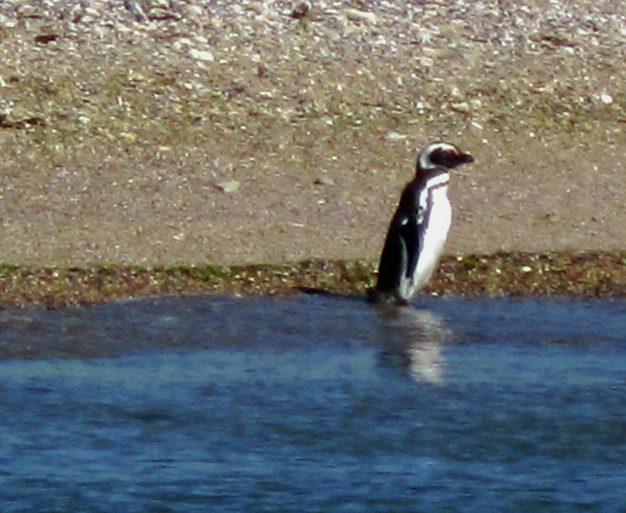 Penguin on the Beach Photograph by Sandy Taylor