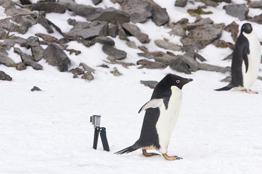 Penguin paparazzi Photograph by Karen Foley