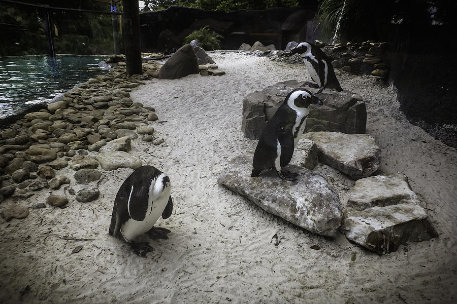 Penguin Playground Photograph by Judy Hall-Folde