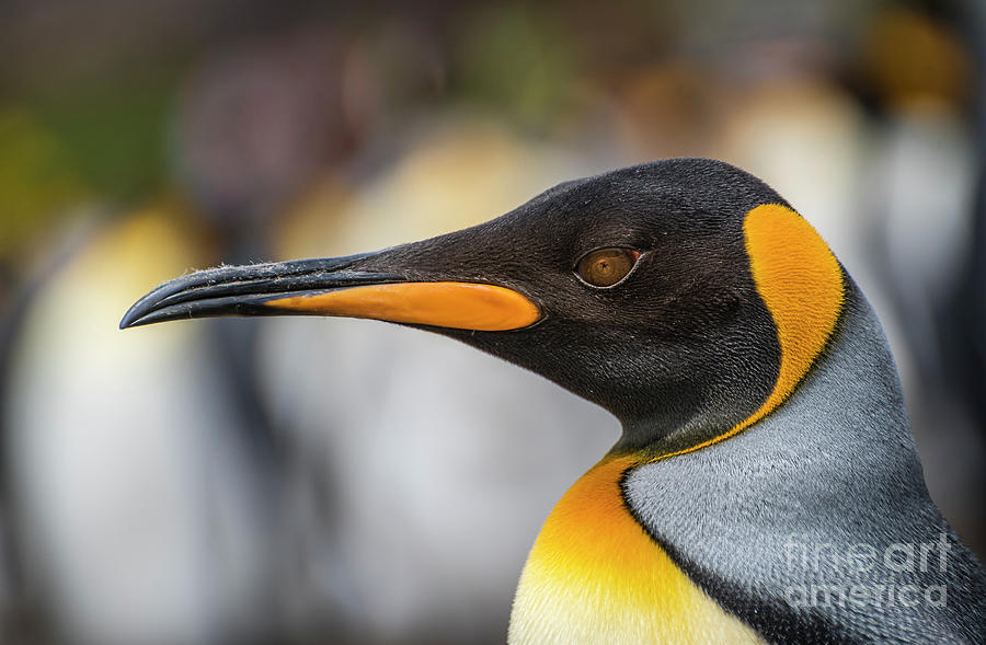 Penguin Portrait Photograph