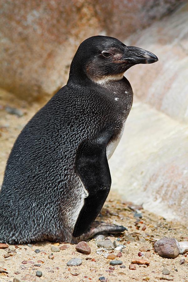 Penguin Posing Photograph by Michiale Schneider