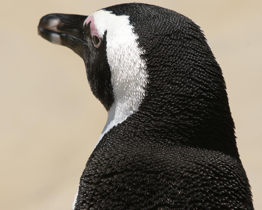Penguin Profile Photograph by Brandy Herren