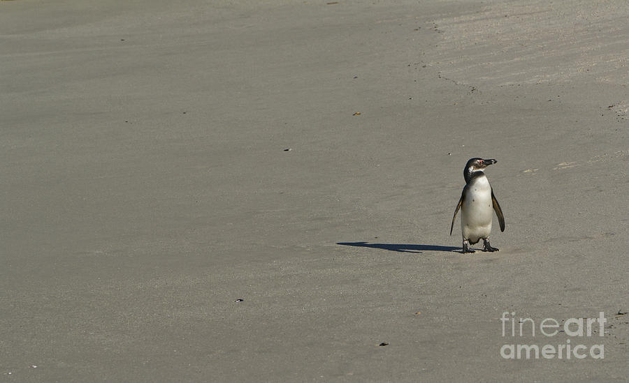 Penguin Solitude Photograph by Brian Kamprath