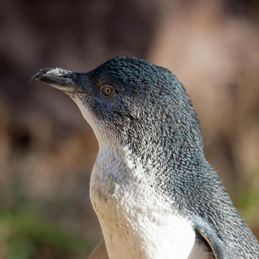 Little Penguin Photograph by Steven Ralser