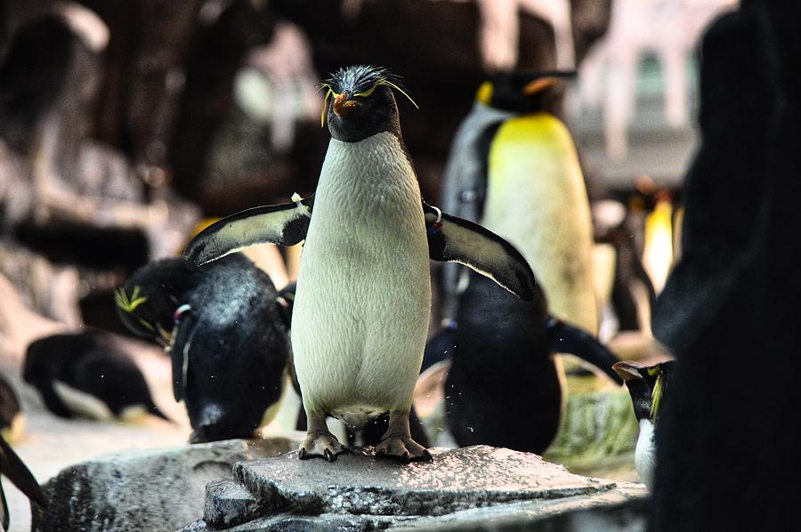 Penguin Dance Photograph by Joseph Caban