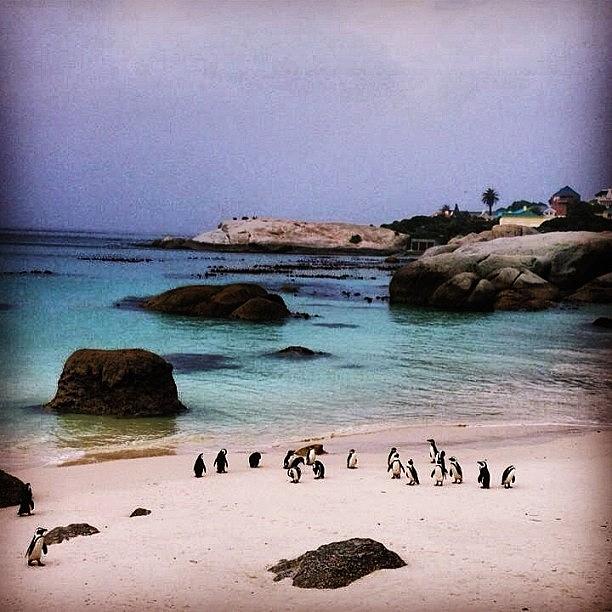 Penguin Photograph - Penguins!!!! 🐧 #penguin #cute #best by Clarese Greig