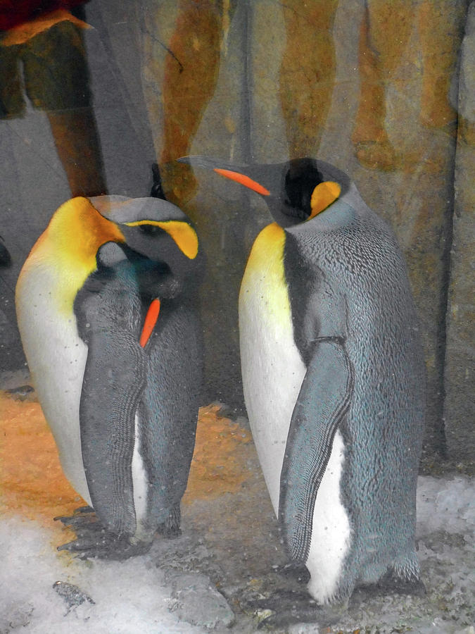 Penguins 2 Photograph by Ron Kandt