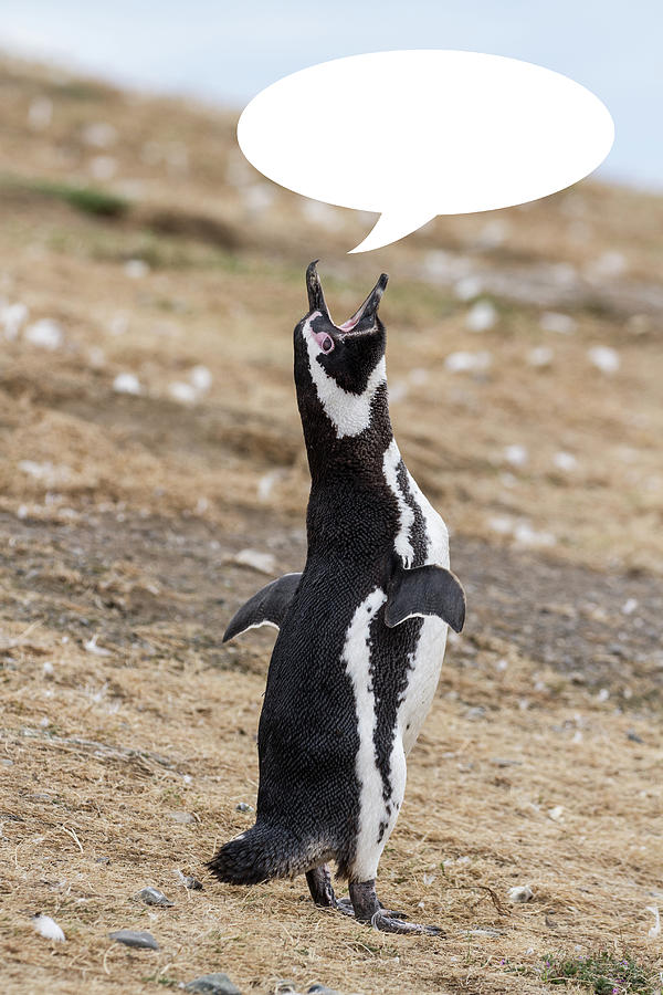 Penguins Are Funny 12 Photograph by John Haldane