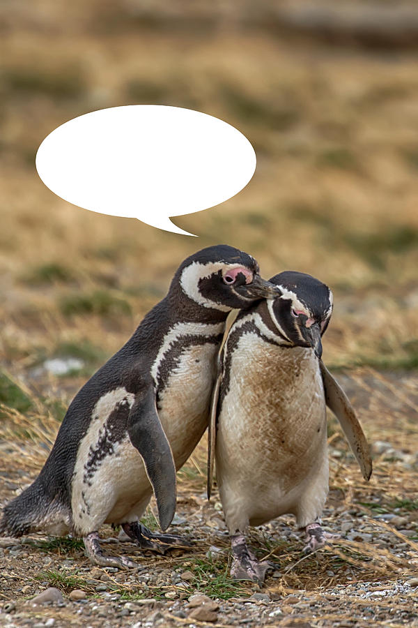 Penguins Are Funny 18 Photograph by John Haldane
