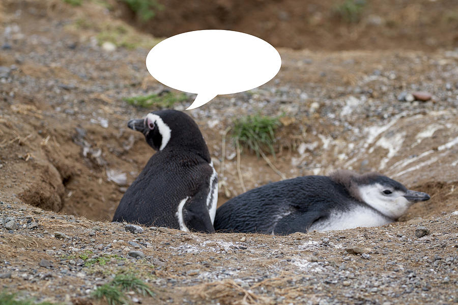 Penguins are Funny 2 Photograph by John Haldane