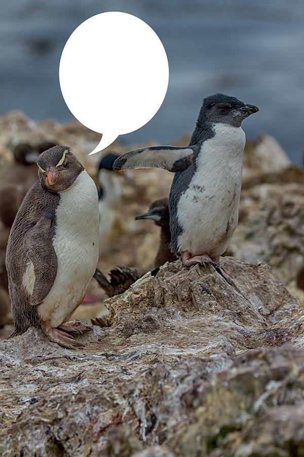 Penguins Are Funny 24 Photograph by John Haldane