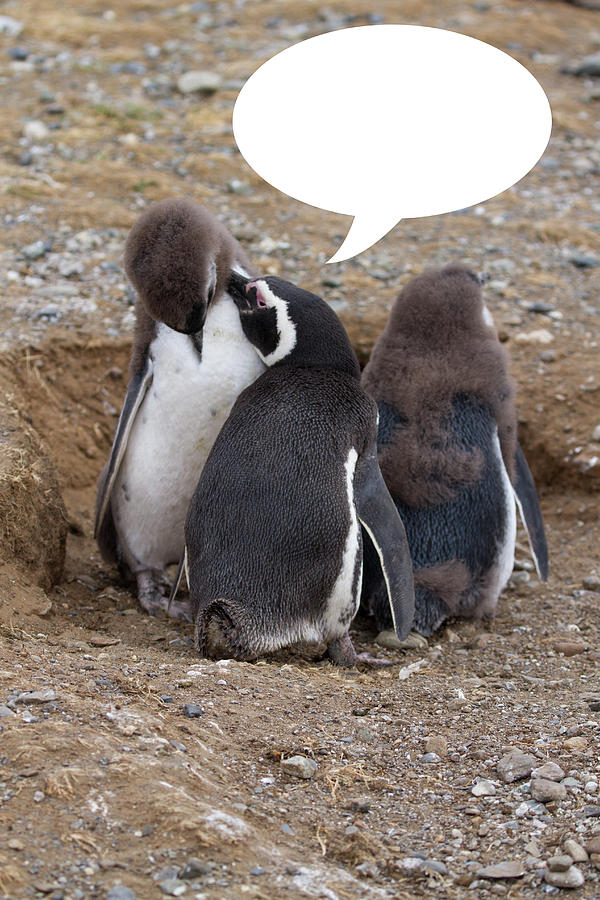 Penguins Are Funny 5 Photograph by John Haldane