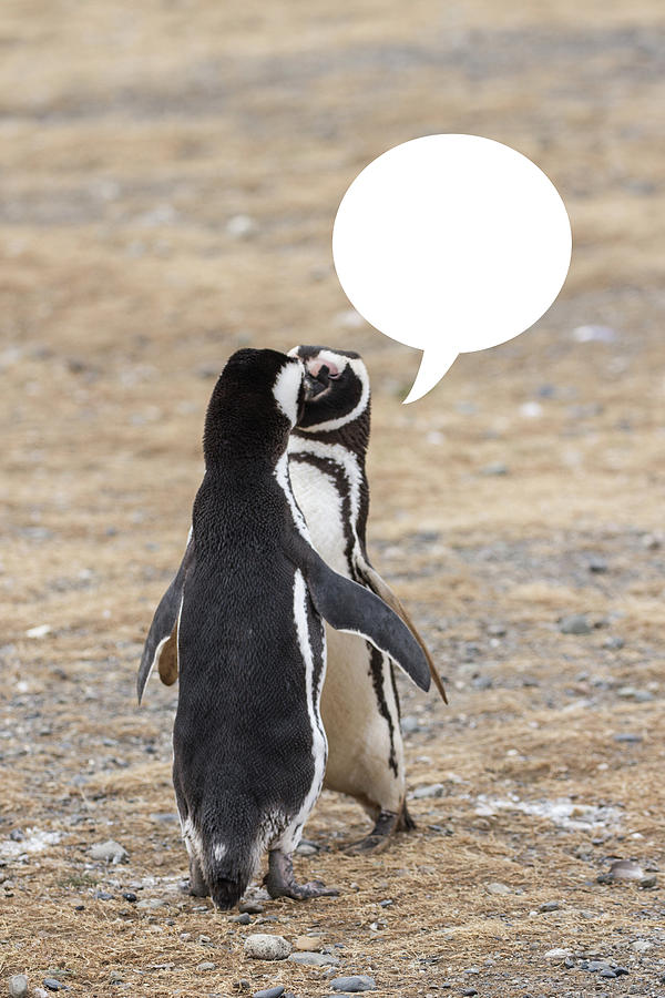 Penguins Are Funny 6 Photograph by John Haldane