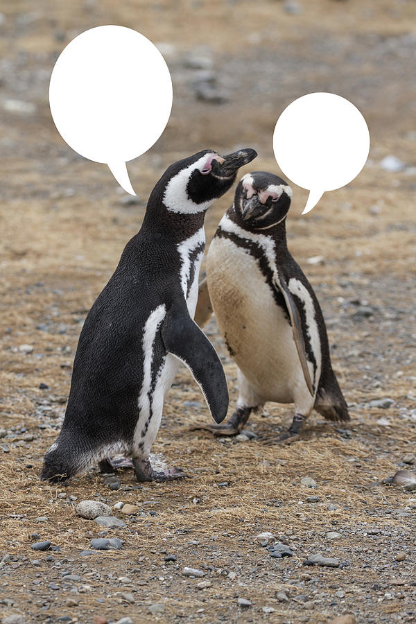 Penguins Are Funny 7 Photograph by John Haldane