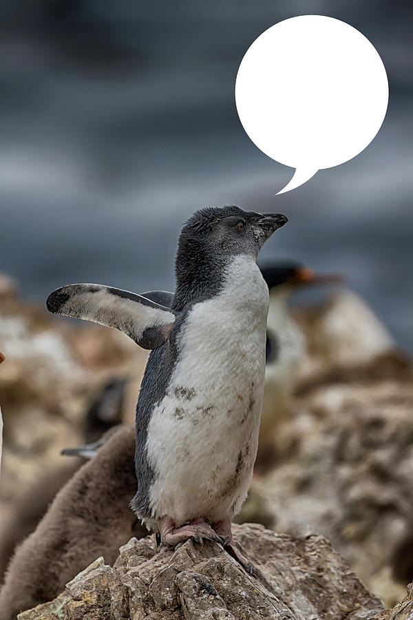 Penguins Are Funny Photograph by John Haldane