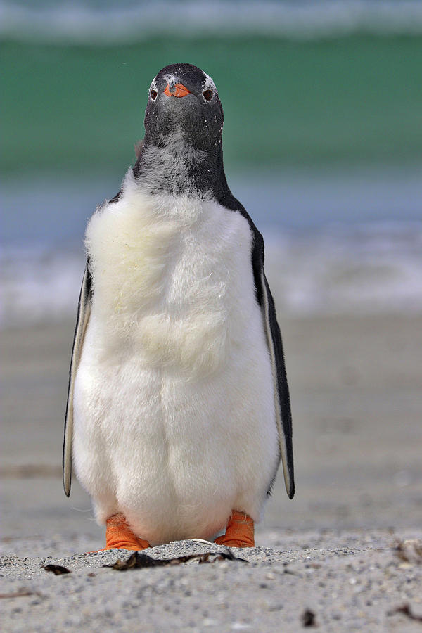 Penguins Falkland Islands Photograph by Paul James Bannerman