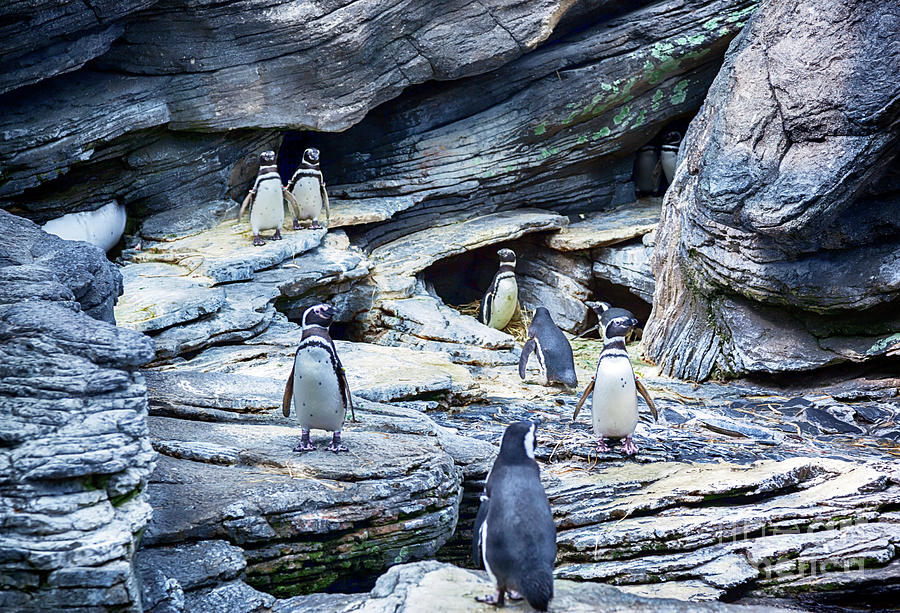 Penguins Family Photograph by Ariadna De Raadt