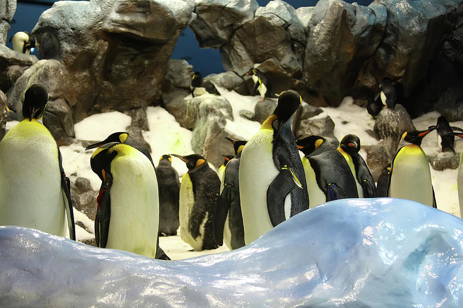 Penguins Photograph