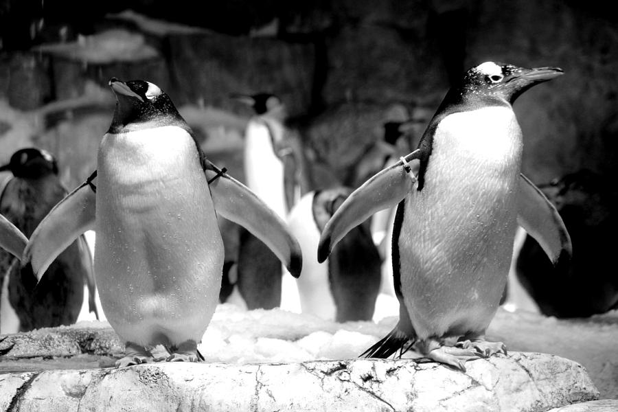 Penguins In Paradise. Photograph