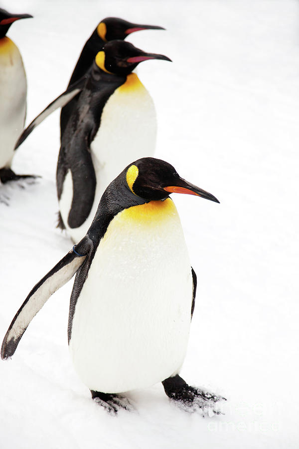 Penguins Photograph by Kati Finell