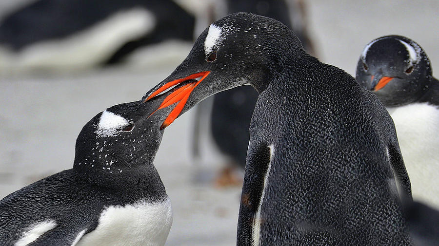 Penguins Kelp Point Falkland Islands Photograph by Paul James Bannerman