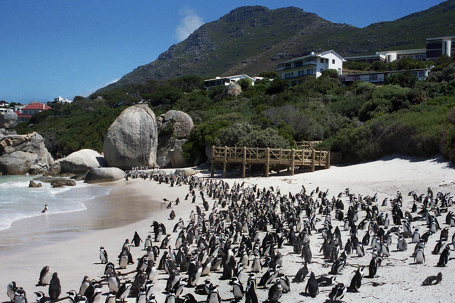 Penguins of Africa Photograph by Terence Davis