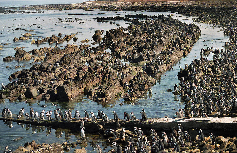 Bird Photograph - Penguins of Robben Island by Terence Davis