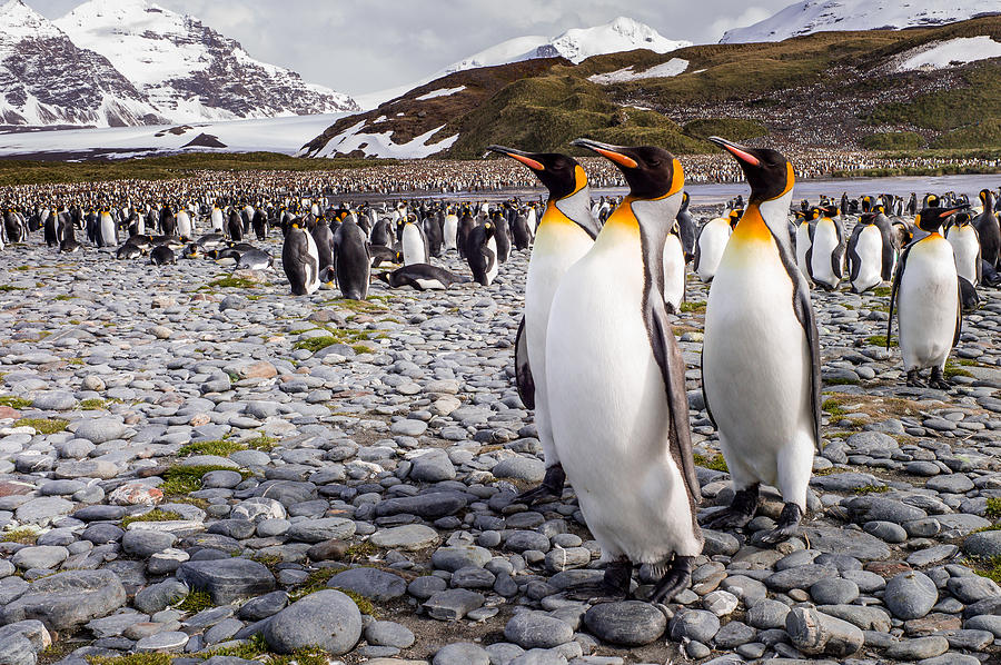Nature Photograph - Penguins Of Salisbury Plain by Karen Lunney