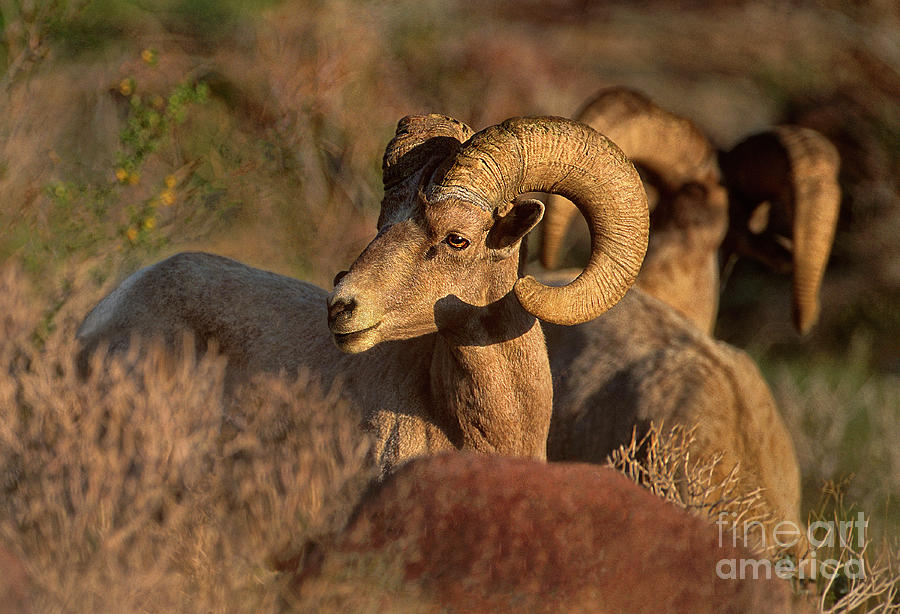 Peninsular Bighorn Sheep Ovis Canadensis Crembobates Wild California Photograph by Dave Welling