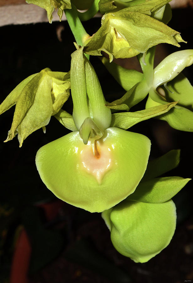 Penjagaan Orchid - Catasetum 001 Photograph by George Bostian