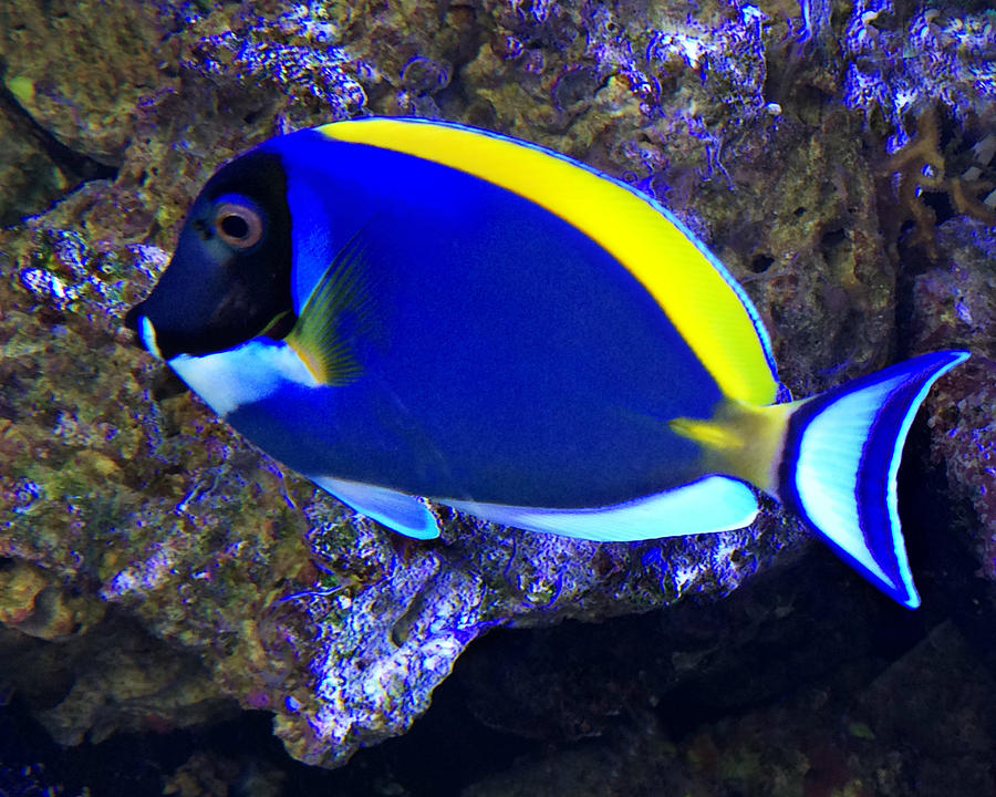 Blue Tang Fish  Photograph by Kathy M Krause