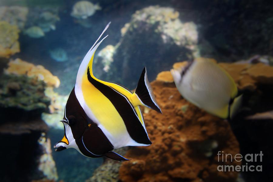 Pennant Coralfish Photograph by DJ Florek